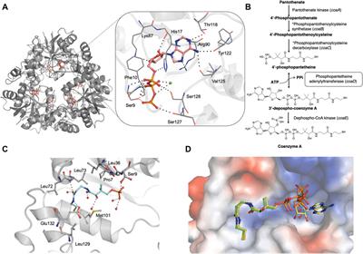 Structural Characterization of Mycobacterium abscessus Phosphopantetheine Adenylyl Transferase Ligand Interactions: Implications for Fragment-Based Drug Design